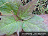 Perennials ~ Pachysandra procumbens, Allegheny Spurge ~ Dancing Oaks Nursery and Gardens ~ Retail Nursery ~ Mail Order Nursery