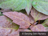 Perennials ~ Pachysandra procumbens, Allegheny Spurge ~ Dancing Oaks Nursery and Gardens ~ Retail Nursery ~ Mail Order Nursery