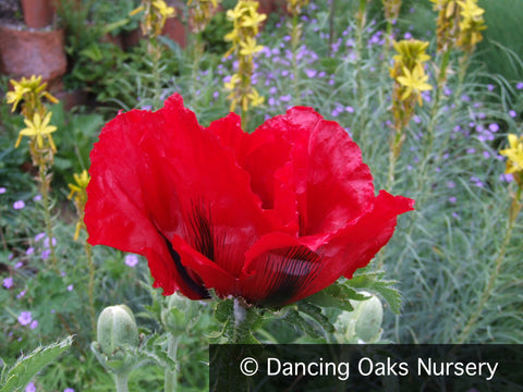 Perennials ~ Papaver orientale 'Beauty of Livermere', Oriental Poppy ~ Dancing Oaks Nursery and Gardens ~ Retail Nursery ~ Mail Order Nursery