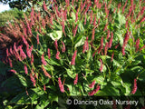 Perennials ~ Persicaria amplexicaulis 'Taurus', Red Fleeceflower ~ Dancing Oaks Nursery and Gardens ~ Retail Nursery ~ Mail Order Nursery
