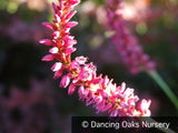 Perennials ~ Persicaria amplexicaulis 'Taurus', Red Fleeceflower ~ Dancing Oaks Nursery and Gardens ~ Retail Nursery ~ Mail Order Nursery