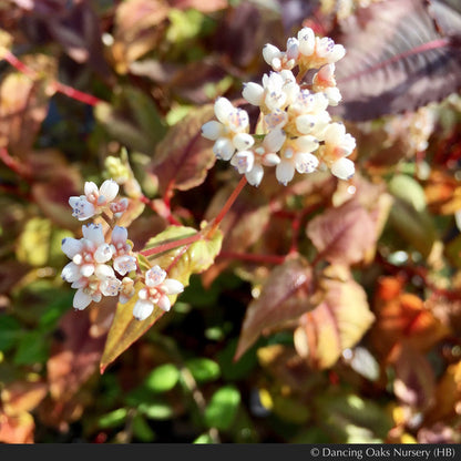 Perennials ~ Persicaria microcephala 'Red Dragon' PP12062, Fleeceflower ~ Dancing Oaks Nursery and Gardens ~ Retail Nursery ~ Mail Order Nursery