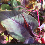 Perennials ~ Persicaria microcephala 'Red Dragon' PP12062, Fleeceflower ~ Dancing Oaks Nursery and Gardens ~ Retail Nursery ~ Mail Order Nursery
