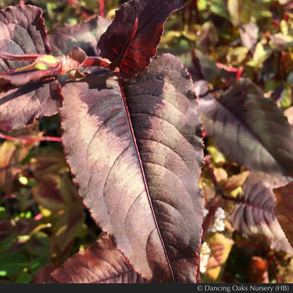 Perennials ~ Persicaria microcephala 'Red Dragon' PP12062, Fleeceflower ~ Dancing Oaks Nursery and Gardens ~ Retail Nursery ~ Mail Order Nursery