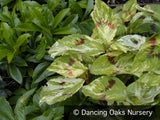 Perennials ~ Persicaria virginiana 'Painter's Palette', Variegated Fleeceflower ~ Dancing Oaks Nursery and Gardens ~ Retail Nursery ~ Mail Order Nursery