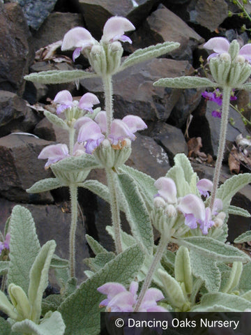 Perennials ~ Phlomis purpurea, Purple Jerusalem Sage ~ Dancing Oaks Nursery and Gardens ~ Retail Nursery ~ Mail Order Nursery