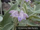 Perennials ~ Phlomis purpurea, Purple Jerusalem Sage ~ Dancing Oaks Nursery and Gardens ~ Retail Nursery ~ Mail Order Nursery
