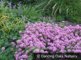 Perennials ~ Phuopsis stylosa, Caucasian Crosswort ~ Dancing Oaks Nursery and Gardens ~ Retail Nursery ~ Mail Order Nursery