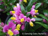 Perennials ~ Polygala chamaebuxus 'Kamniski', Shrubby Milkwort ~ Dancing Oaks Nursery and Gardens ~ Retail Nursery ~ Mail Order Nursery