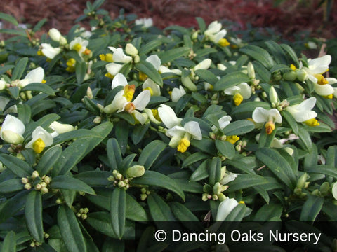 Perennials ~ Polygala chamaebuxus , Milkwort ~ Dancing Oaks Nursery and Gardens ~ Retail Nursery ~ Mail Order Nursery