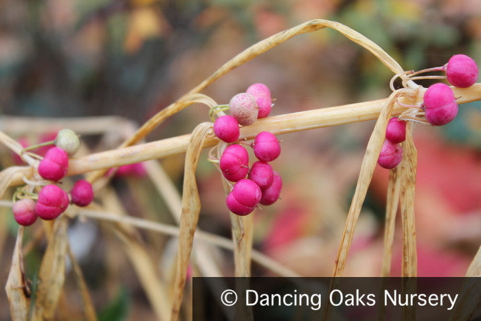 Perennials ~ Polygonatum verticillatum 'Rubrum', Whorled Solomon's Seal ~ Dancing Oaks Nursery and Gardens ~ Retail Nursery ~ Mail Order Nursery