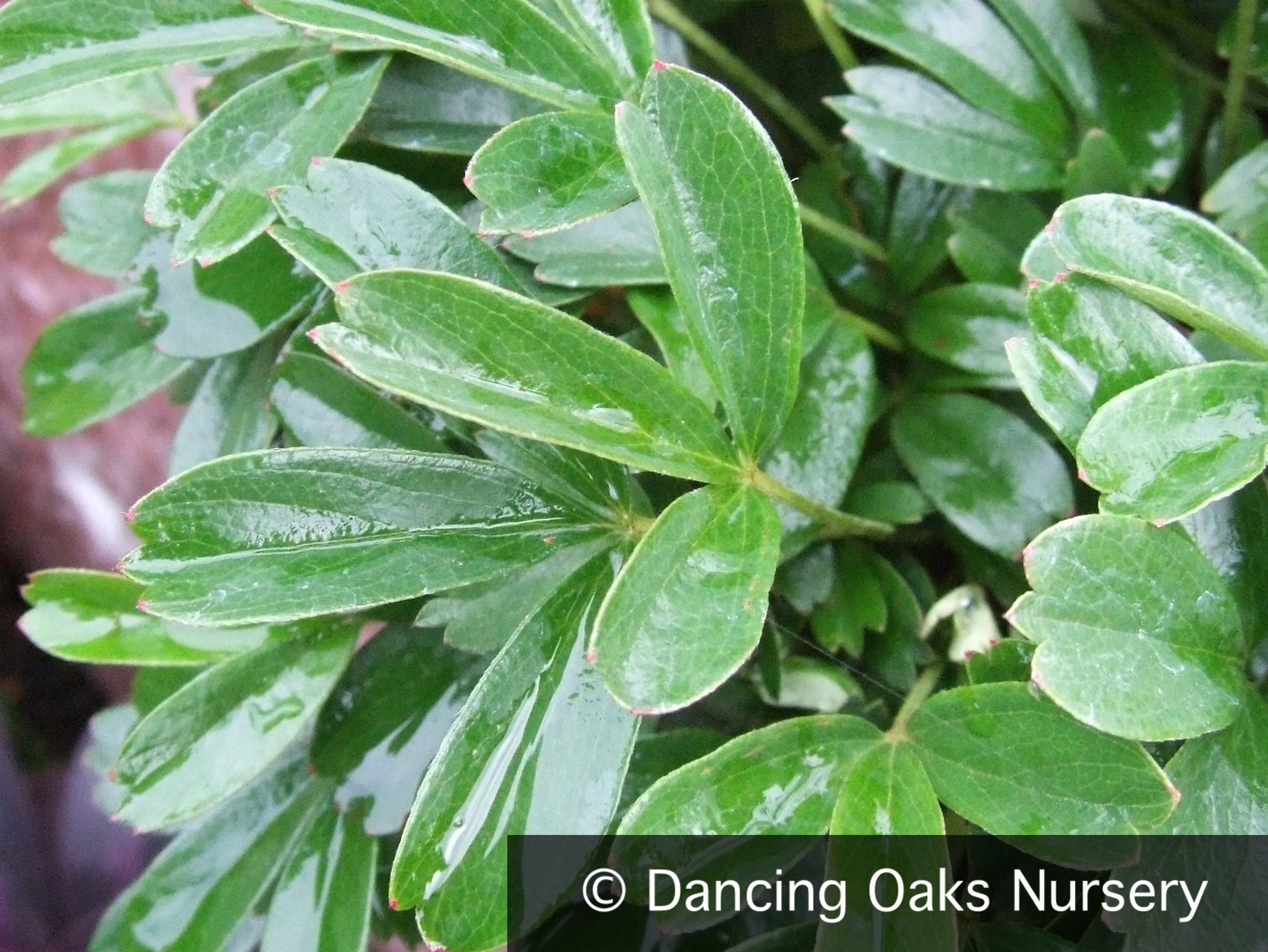 Perennials ~ Potentilla (syn. Sibbaldiopsis) tridentata, Three-Toothed Cinquefoil ~ Dancing Oaks Nursery and Gardens ~ Retail Nursery ~ Mail Order Nursery