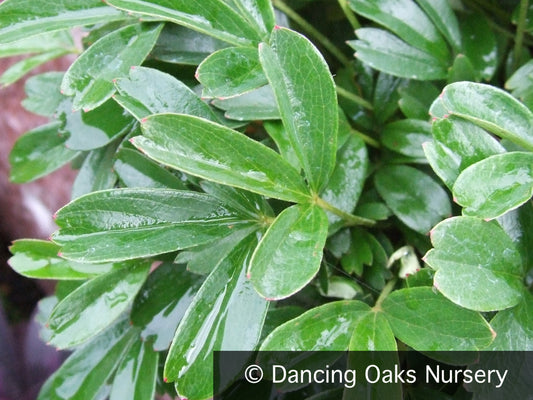Perennials ~ Potentilla (syn. Sibbaldiopsis) tridentata, Three-Toothed Cinquefoil ~ Dancing Oaks Nursery and Gardens ~ Retail Nursery ~ Mail Order Nursery