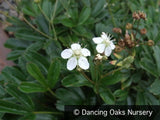 Perennials ~ Potentilla (syn. Sibbaldiopsis) tridentata, Three-Toothed Cinquefoil ~ Dancing Oaks Nursery and Gardens ~ Retail Nursery ~ Mail Order Nursery