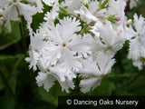 Perennials ~ Primula sieboldii 'Late Snow', Japanese Primrose ~ Dancing Oaks Nursery and Gardens ~ Retail Nursery ~ Mail Order Nursery