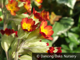 Perennials ~ Primula veris 'Sunset Shades', Cowslip ~ Dancing Oaks Nursery and Gardens ~ Retail Nursery ~ Mail Order Nursery