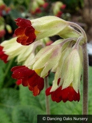 Perennials ~ Primula veris 'Sunset Shades', Cowslip ~ Dancing Oaks Nursery and Gardens ~ Retail Nursery ~ Mail Order Nursery