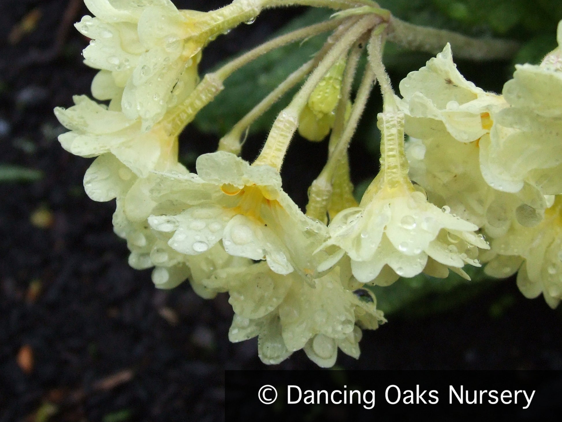 Perennials ~ Primula x polyantha 'Hose-in-Hose Yellow', Hose-in-Hose Yellow Primrose ~ Dancing Oaks Nursery and Gardens ~ Retail Nursery ~ Mail Order Nursery