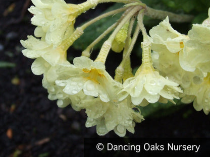 Perennials ~ Primula x polyantha 'Hose-in-Hose Yellow', Hose-in-Hose Yellow Primrose ~ Dancing Oaks Nursery and Gardens ~ Retail Nursery ~ Mail Order Nursery