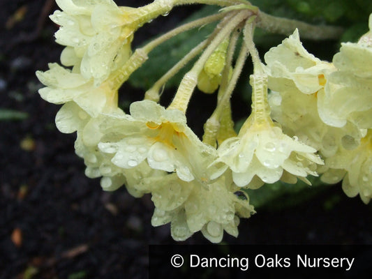 Perennials ~ Primula x polyantha 'Hose-in-Hose Yellow', Hose-in-Hose Yellow Primrose ~ Dancing Oaks Nursery and Gardens ~ Retail Nursery ~ Mail Order Nursery
