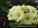 Perennials ~ Primula x polyantha 'Hose-in-Hose Yellow', Hose-in-Hose Yellow Primrose ~ Dancing Oaks Nursery and Gardens ~ Retail Nursery ~ Mail Order Nursery