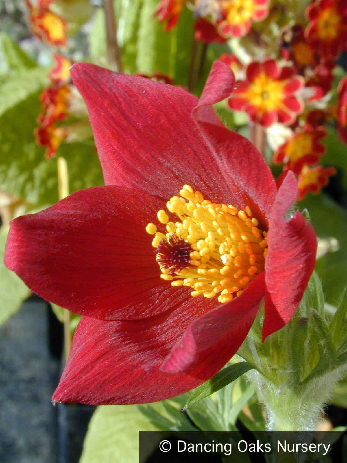 Perennials ~ Pulsatilla vulgaris 'Rubra', Pasque Flower ~ Dancing Oaks Nursery and Gardens ~ Retail Nursery ~ Mail Order Nursery