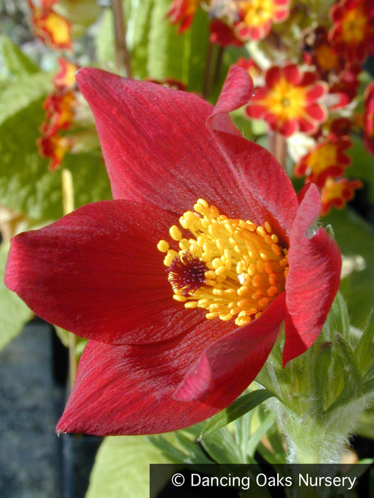 Perennials ~ Pulsatilla vulgaris 'Rubra', Pasque Flower ~ Dancing Oaks Nursery and Gardens ~ Retail Nursery ~ Mail Order Nursery