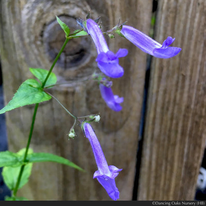 Perennials ~ Rabdosia longituba, Trumpet Spurflower ~ Dancing Oaks Nursery and Gardens ~ Retail Nursery ~ Mail Order Nursery