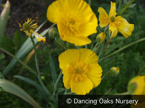 Perennials ~ Ranunculus gramineus (syn. R. granmifolius), Grass Buttercup ~ Dancing Oaks Nursery and Gardens ~ Retail Nursery ~ Mail Order Nursery