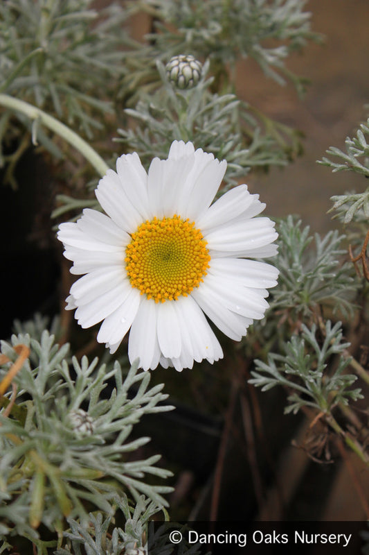 Perennials ~ Rhodanthemum hosmariense (syn. Pyrethropsis h.), Morrocan Daisy ~ Dancing Oaks Nursery and Gardens ~ Retail Nursery ~ Mail Order Nursery