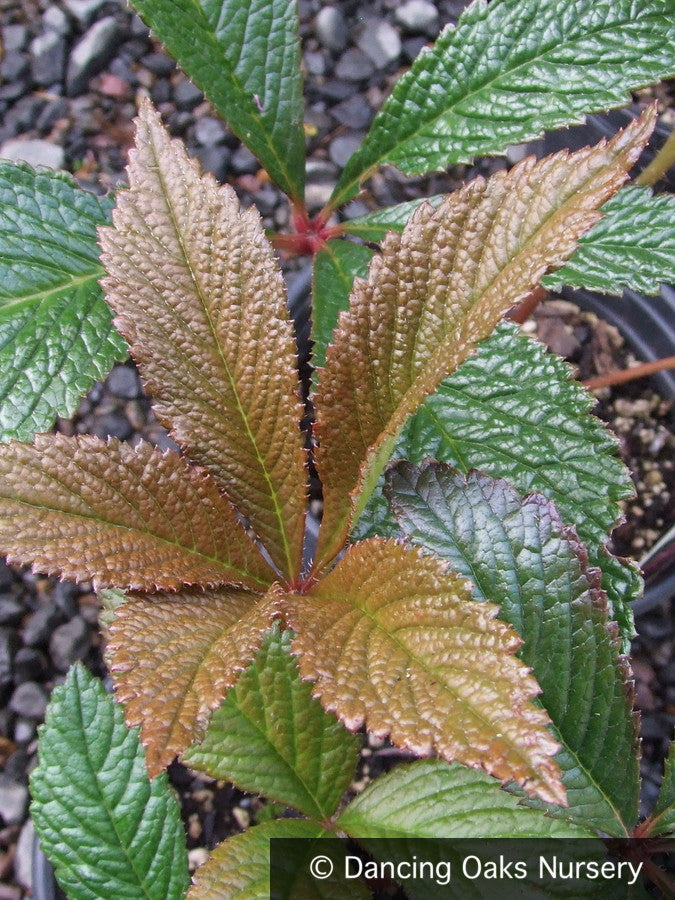 Perennials ~ Rodgersia pinnata 'Fireworks' ~ Dancing Oaks Nursery and Gardens ~ Retail Nursery ~ Mail Order Nursery