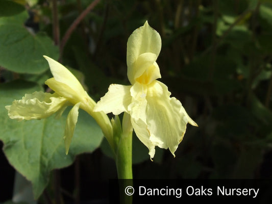 Perennials ~ Roscoea cautleyoides ~ Dancing Oaks Nursery and Gardens ~ Retail Nursery ~ Mail Order Nursery