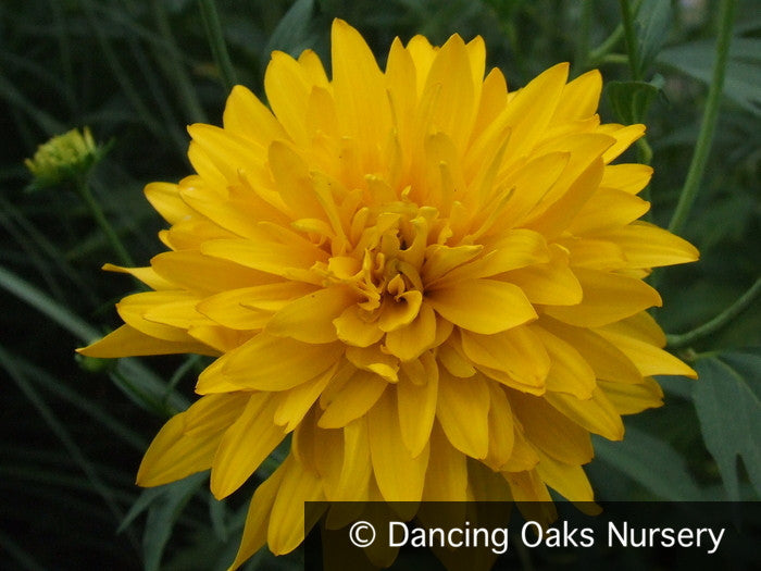 Perennials ~ Rudbeckia laciniata var. hortensia, Golden Glow Coneflower ~ Dancing Oaks Nursery and Gardens ~ Retail Nursery ~ Mail Order Nursery