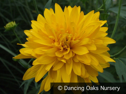 Perennials ~ Rudbeckia laciniata var. hortensia, Golden Glow Coneflower ~ Dancing Oaks Nursery and Gardens ~ Retail Nursery ~ Mail Order Nursery