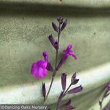 Perennials ~ Salvia greggii x lyciodes 'Ultra Violet', Ultra Violet Hybrid Sage ~ Dancing Oaks Nursery and Gardens ~ Retail Nursery ~ Mail Order Nursery