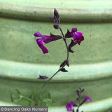 Perennials ~ Salvia greggii x lyciodes 'Ultra Violet', Ultra Violet Hybrid Sage ~ Dancing Oaks Nursery and Gardens ~ Retail Nursery ~ Mail Order Nursery