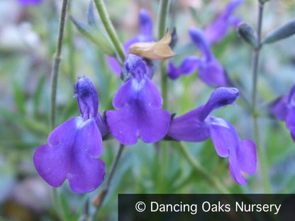 Perennials ~ Salvia greggii x lycioides 'Nuevo Leon', Autumn Sage ~ Dancing Oaks Nursery and Gardens ~ Retail Nursery ~ Mail Order Nursery