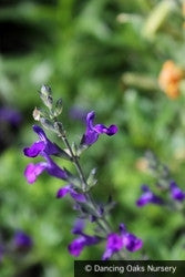 Perennials ~ Salvia greggii x lycioides 'Nuevo Leon', Autumn Sage ~ Dancing Oaks Nursery and Gardens ~ Retail Nursery ~ Mail Order Nursery