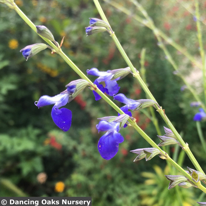 Perennials ~ Salvia reptans 'Blue Willow', Blue Willow Sage ~ Dancing Oaks Nursery and Gardens ~ Retail Nursery ~ Mail Order Nursery