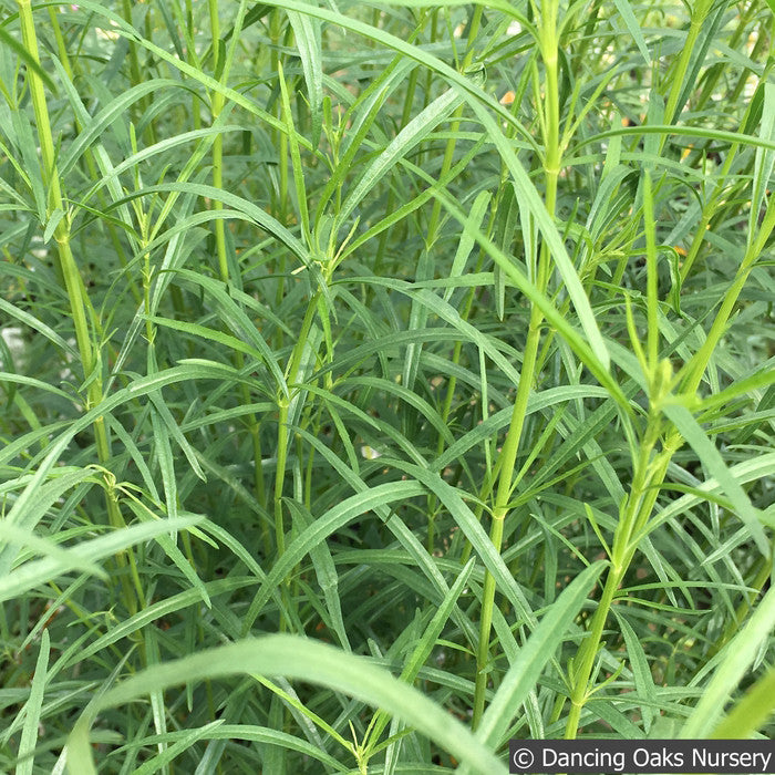 Perennials ~ Salvia reptans 'Blue Willow', Blue Willow Sage ~ Dancing Oaks Nursery and Gardens ~ Retail Nursery ~ Mail Order Nursery