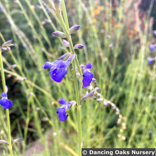 Perennials ~ Salvia reptans 'Blue Willow', Blue Willow Sage ~ Dancing Oaks Nursery and Gardens ~ Retail Nursery ~ Mail Order Nursery