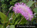 Perennials ~ Sanguisorba hakusanensis 'Lilac Squirrel'  Burnet, ~ Dancing Oaks Nursery and Gardens ~ Retail Nursery ~ Mail Order Nursery