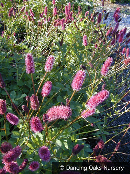 Perennials ~ Sanguisorba menziesii, Burnet ~ Dancing Oaks Nursery and Gardens ~ Retail Nursery ~ Mail Order Nursery