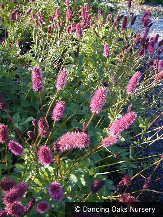 Perennials ~ Sanguisorba menziesii, Burnet ~ Dancing Oaks Nursery and Gardens ~ Retail Nursery ~ Mail Order Nursery