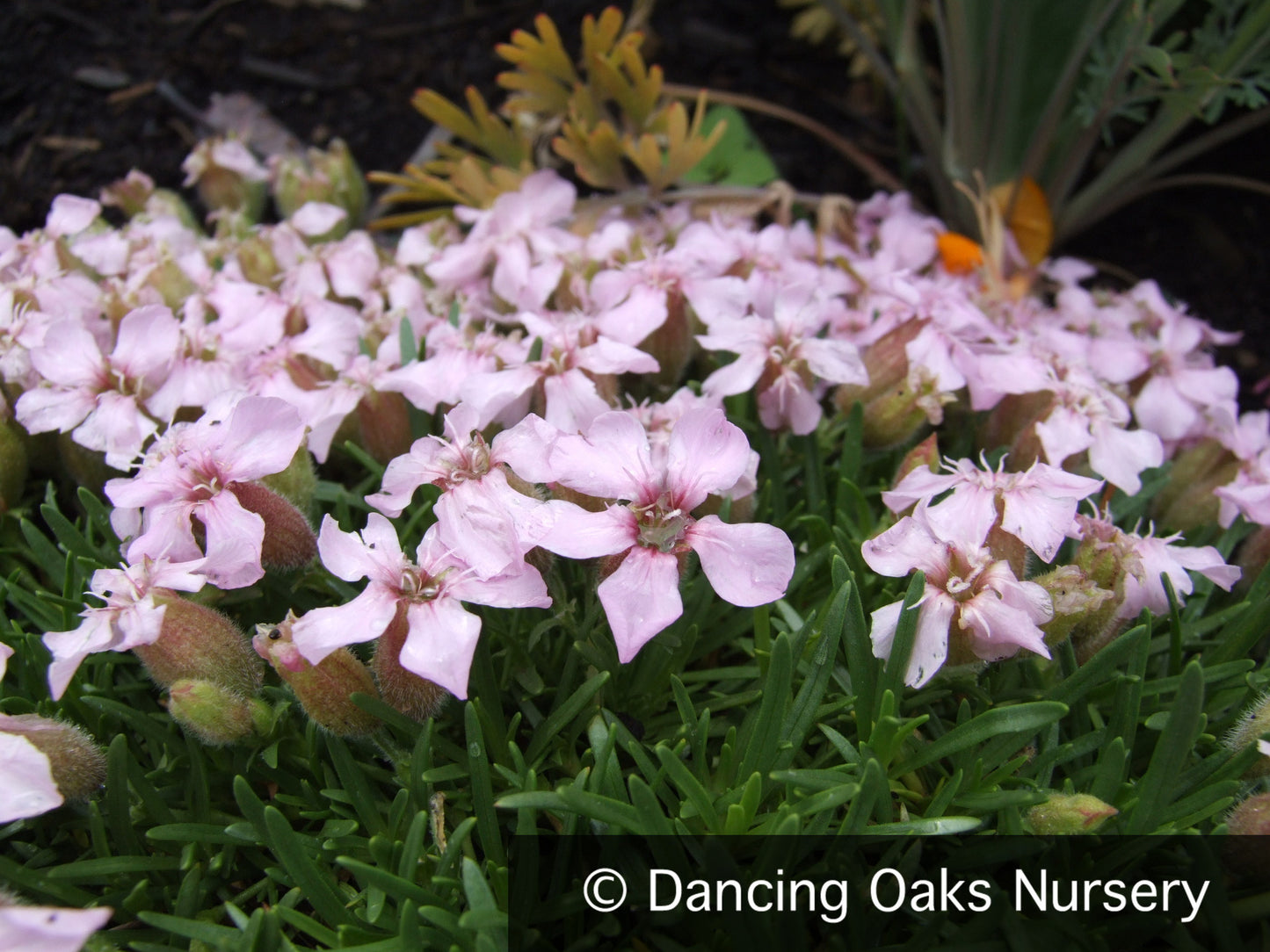 Perennials ~ Saponaria x 'Oliviana', Soapwort ~ Dancing Oaks Nursery and Gardens ~ Retail Nursery ~ Mail Order Nursery