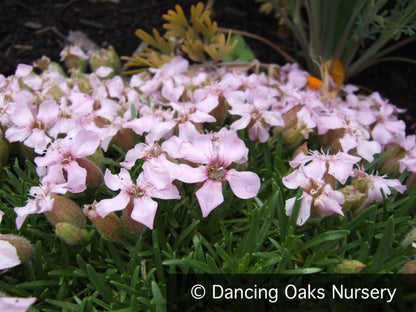 Perennials ~ Saponaria x 'Oliviana', Soapwort ~ Dancing Oaks Nursery and Gardens ~ Retail Nursery ~ Mail Order Nursery