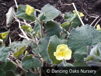 Perennials ~ Saruma henryi, Upright Wild Ginger ~ Dancing Oaks Nursery and Gardens ~ Retail Nursery ~ Mail Order Nursery