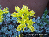 Perennials ~ Sedum spathulifolium 'Cape Blanco', Stonecrop ~ Dancing Oaks Nursery and Gardens ~ Retail Nursery ~ Mail Order Nursery