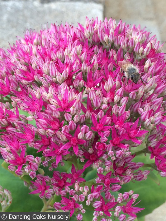 Perennials ~ Sedum spectabile 'Neon', Stonecrop ~ Dancing Oaks Nursery and Gardens ~ Retail Nursery ~ Mail Order Nursery
