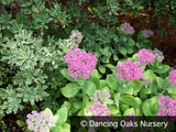 Perennials ~ Sedum spectabile 'Neon', Stonecrop ~ Dancing Oaks Nursery and Gardens ~ Retail Nursery ~ Mail Order Nursery